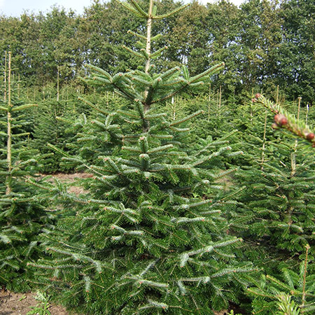 Kerstbomenkwekerij