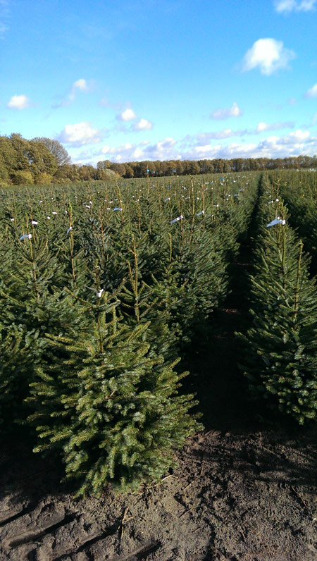 vandenoevervof-kerstbomen-verticaal01